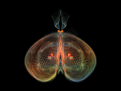 进化蝴蝶科学动物数学插图昆虫学漏洞创造力装饰品眼睛奉承图片