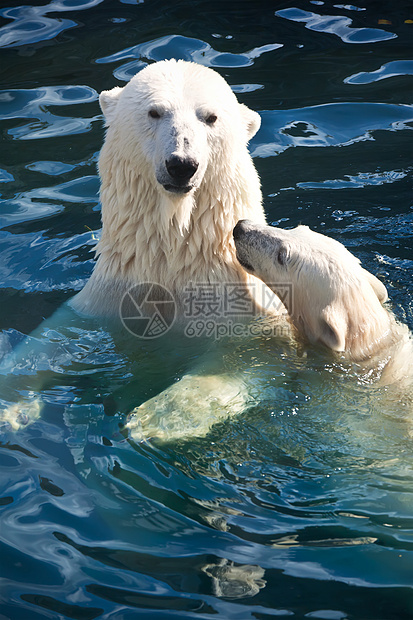 北极熊毛皮哺乳动物动物动物园食肉爪子荒野野生动物力量濒危图片