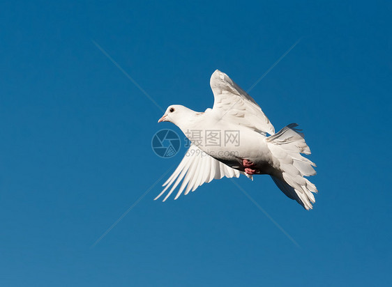 白鸽天空自由羽毛希望航班动物白色空气翅膀蓝色图片