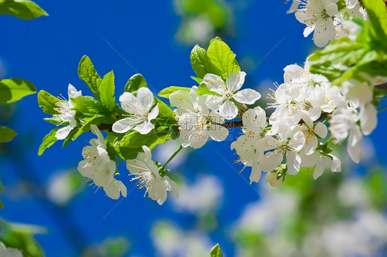 苹果花花天空生长宏观季节蓝色叶子花瓣植物花园绿色图片