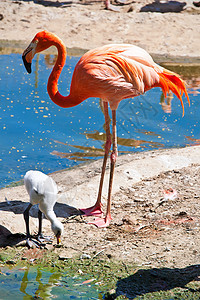火烈哥橙子情调翅膀动物群红色粉色羽毛公园热带脖子图片