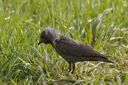 Jackdaw(蒙多拉山)图片