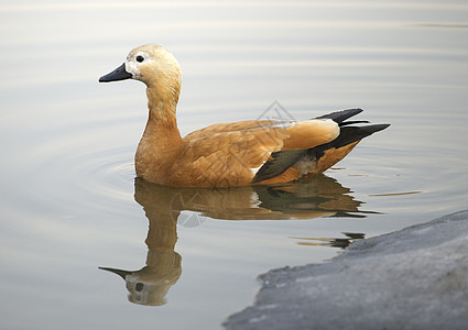 鲁迪 Ruddy 纳丁达克动物野生动物池塘橙子水禽铁锈水鸟游泳反射图片