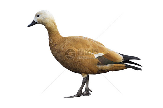 鲁迪 Ruddy 纳丁达克野生动物褐色动物水鸟红色水禽蹼状铁锈橙子水平图片