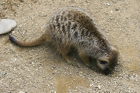 Meerkat 挖洞荒野猫鼬鼻子地面哺乳动物野生动物棕色褐色水平黄色图片