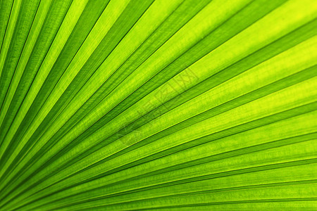 绿棕榈叶的线条和纹理植物群森林植物绿色叶子花园热带图片