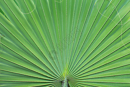 绿棕榈叶的线条和纹理热带绿色森林叶子植物群植物花园图片