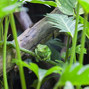 绿猴子青蛙之景图片