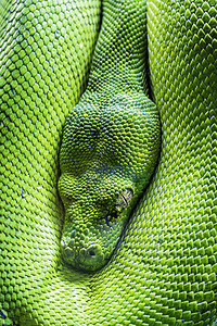 绿树皮眼动物群玻璃爬虫异国鳞片状绿色野生动物眼睛动物园情调图片