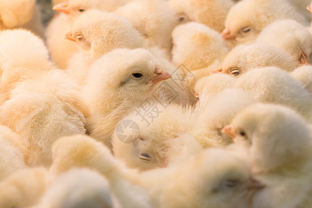 小鸡羽毛生活生长家畜黄色动物家庭农业福利柔软度图片