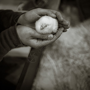 小鸡宝宝田园家禽起源柔软度疾病收获动物羽毛拇指生长图片