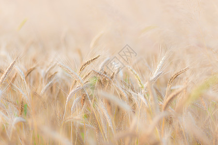 小麦田农场玉米环境土地植物群太阳植物食物金子谷物图片