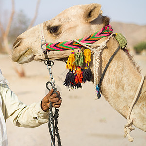 骆驼村庄脖子棕色沙漠指导单峰旅行男人动物哺乳动物图片