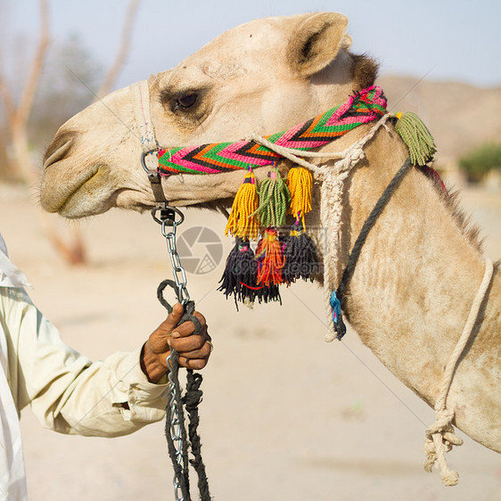 骆驼村庄脖子棕色沙漠指导单峰旅行男人动物哺乳动物图片