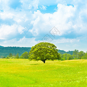 绿色星球地球植物全景土地牧场橡木季节天气环境农村图片