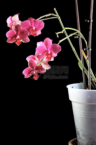 花盆中的兰花粉色绿色植物美丽植物群黑色叶子活力花瓣紫色图片