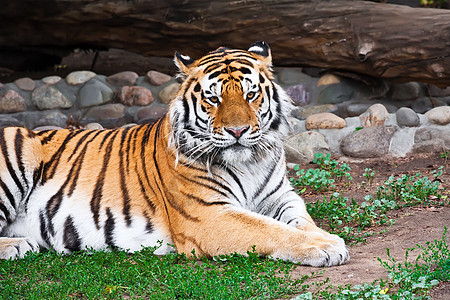 老虎捕食者危险猫科动物食肉猎人野猫动物荒野条纹动物园图片