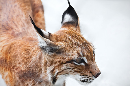 Lynx 林克动物园毛皮野猫食肉野生动物捕食者动物荒野眼睛外套图片