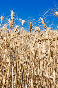 小麦田土地太阳粮食农村植物生长稻草小麦种子晴天图片