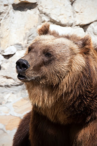 熊荒野牙齿爪子力量动物动物园男性捕食者哺乳动物危险图片