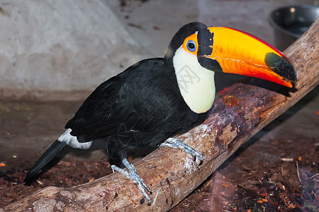 Toucan 土干雨林热带羽毛森林异国身体橙子荒野账单动物园图片