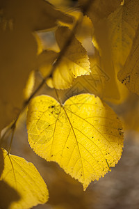 黄秋假植物叶子季节黄色季节性太阳背景图片