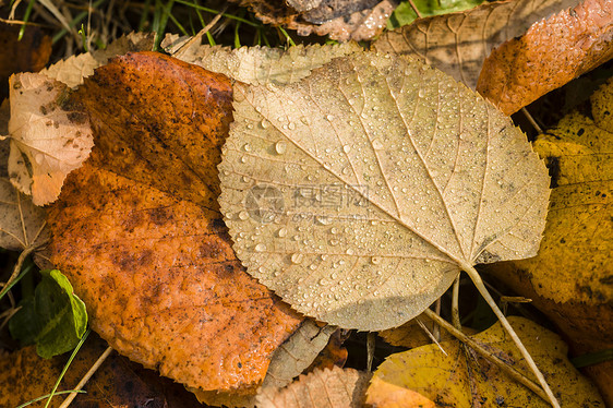 棕叶上落下绿色季节性植物水滴季节叶子宏观图片