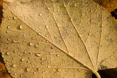 棕叶上落下水滴季节性宏观叶子季节绿色植物图片
