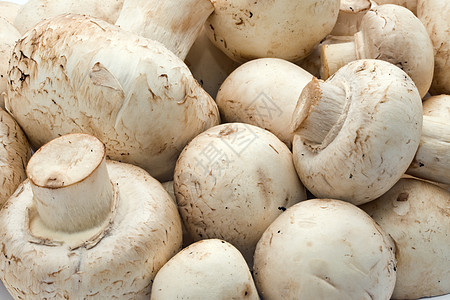 香农蘑菇营养烹饪食物蘑菇白色图片