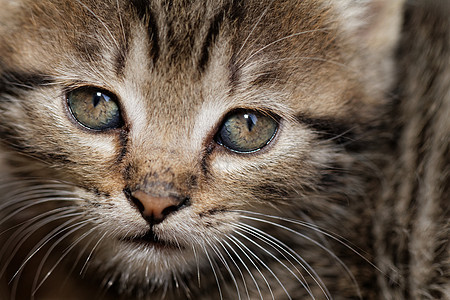 塔比小猫动物捕食者胡须猫科眼睛婴儿虎斑宠物荒野猫咪图片