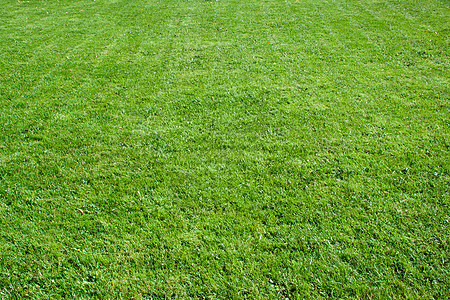 绿草草原环境草皮场地绿色植物草地生长土地边缘活力图片