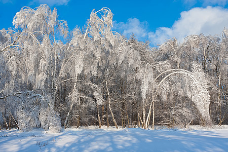 冬季森林阳光天气场景树木季节冻结白色太阳木头天空图片
