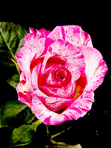 黑色的粉红玫瑰图片