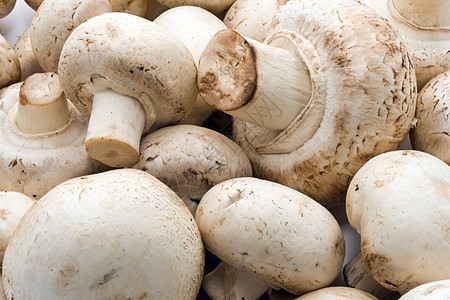 香农蘑菇蘑菇营养白色食物烹饪图片