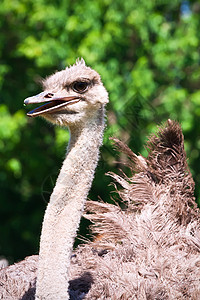 斯特里希脖子动物群公园荒野野生动物羽毛鸟类动物园眼睛动物图片