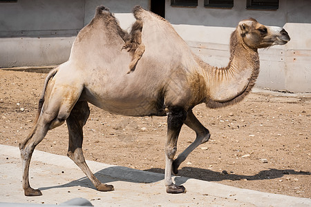 骆驼沙漠野生动物哺乳动物单峰动物园棕色旅行驼峰白色动物图片
