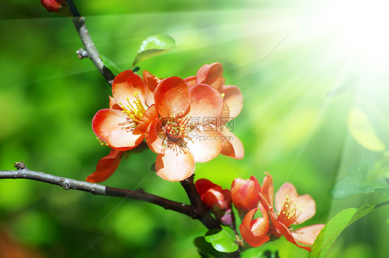 一朵小红鸡尾花的特写花朵季节花园生长枝条食物脆弱性衬套水果植物图片