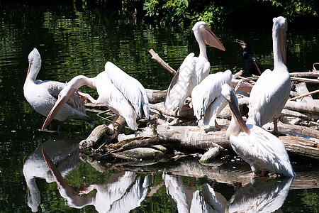 菲律宾人粉色公园动物群野生动物翅膀动物园白色热带航班羽毛图片