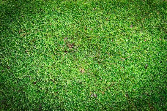 绿藻背景植生植物藻类植物暗角苔草植被地衣环境绿色苔藓图片
