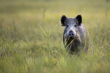 野生野猪荒野野生动物哺乳动物站立绿色木头动物森林图片