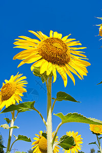 向日向阳光植物群绿色花瓣农业太阳叶子植物晴天黄色图片