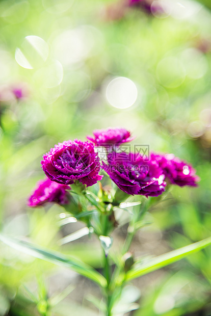 花园里的紫花朵3图片