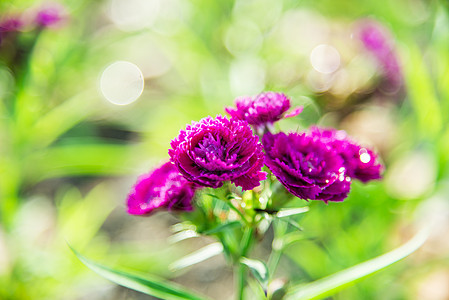 花园里的紫花朵1图片