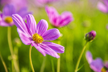 花园里的紫花朵5图片