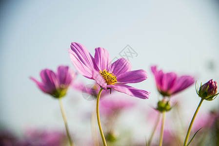 蓝色天空的紫色宇宙花朵6图片