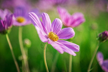 花园里的紫花朵6图片