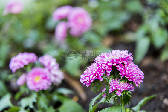 花园里有粉红色的雪贝拉花图片