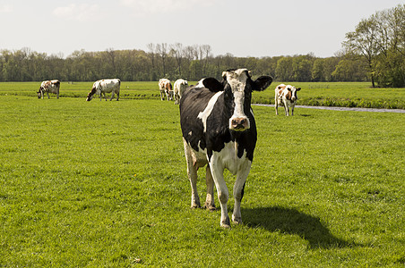 观看相机的牛牛动物国家农田奶制品棕色黑色绿色哺乳动物奶牛乡村图片