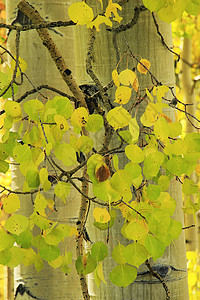 科罗拉多州洛基山脉阿斯彭树林森林树干宏观叶子荒野太阳岩石颤木绿色地区性图片