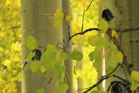 科罗拉多州洛基山脉阿斯彭树林岩石绿色地区性树干宏观森林颤木风景太阳叶子图片